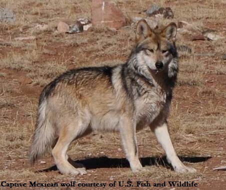 A history of wolves in Texas: From native top predators to a fading